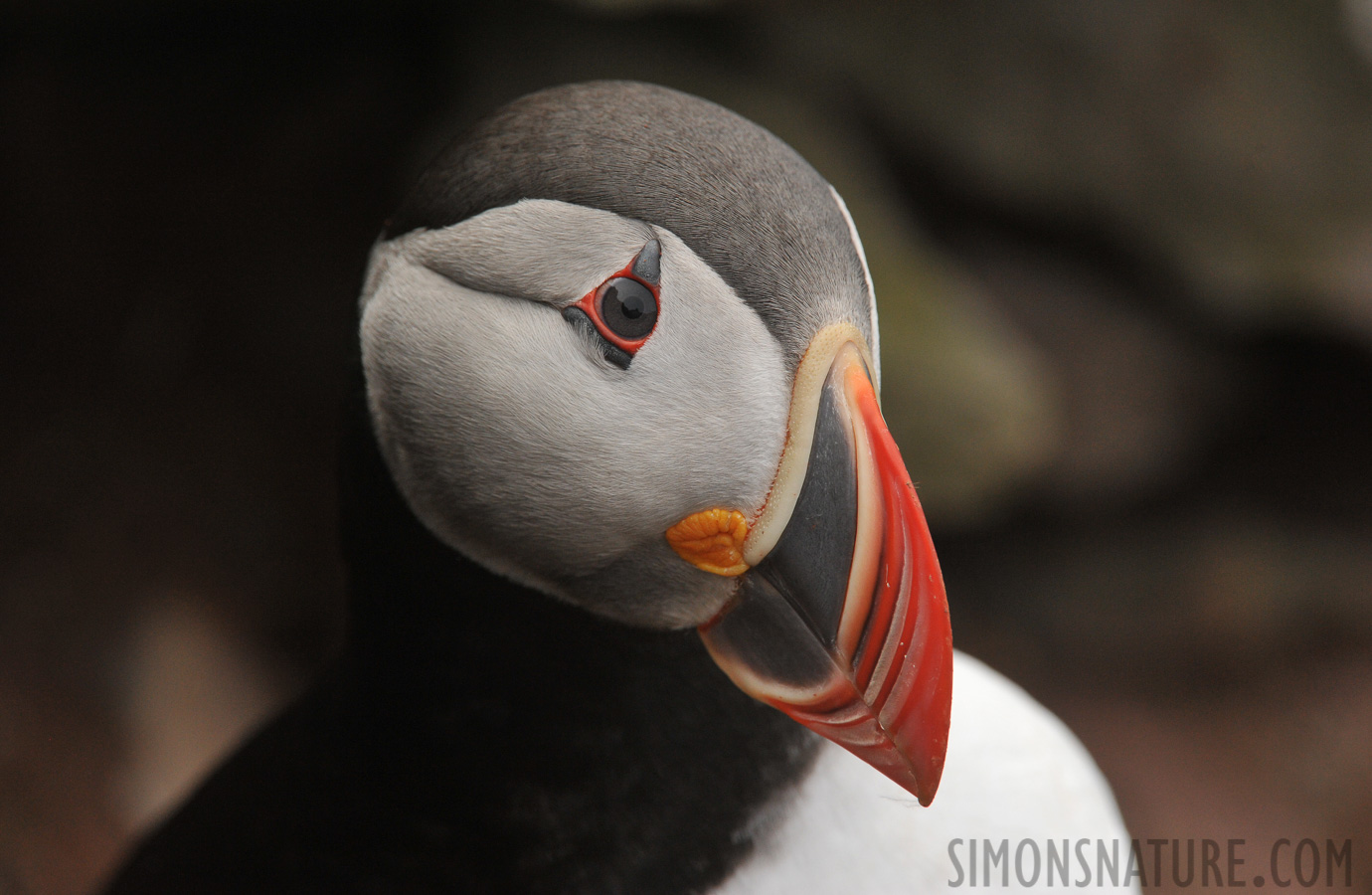 Fratercula arctica naumanii [550 mm, 1/800 Sek. bei f / 10, ISO 1600]